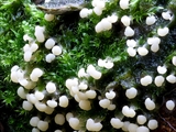 Didymium melanospermum: das Plasmodium ist meist wässrig weiß,  daraus entwickeln sich die Sporocarpien, sie enthalten die Sporen.  Die Außenhaut der Sporocarpien, die Peridie, ist dicht mit Kalk-Kristallen bedeckt,  es sieht aus, als ob sie mit Mehl bestäubt sind. 